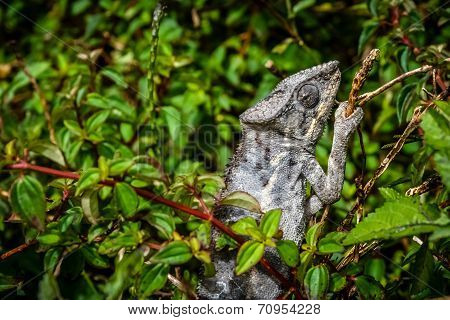 Grey chameleon