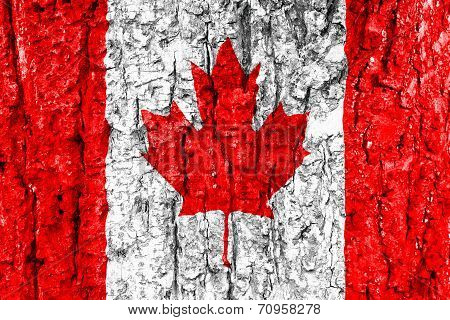 Canadian Flag Tree Bark Texture