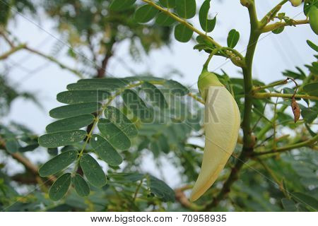 Agasta flower