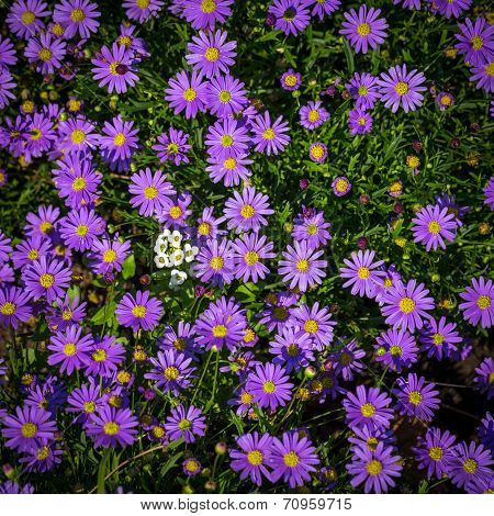 Blooming Alpine Asters - Aster Alpinus