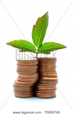 Copper Coins With Plant Growth