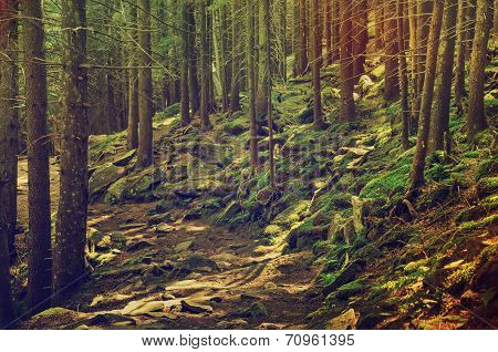 Dense green forest