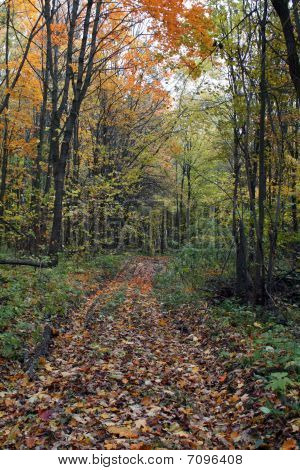 Efteråret skov