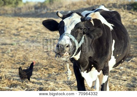 A Cow Stand Alone With A Chicken Together On The Farm