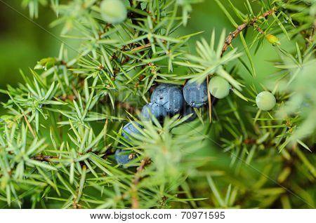Juniper berries on the tree