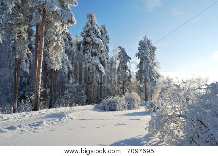 Winter Fairy Tale