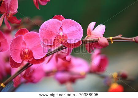 pink moth flowers