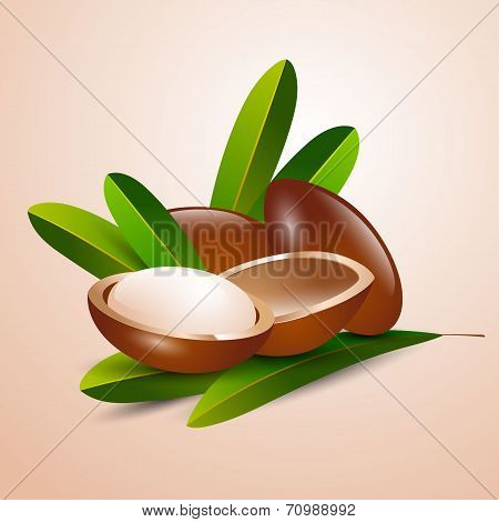 Vector Illustration Argan Tree Branch