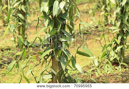 vanilla planifolia andrews