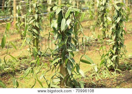 vanilla planifolia andrews