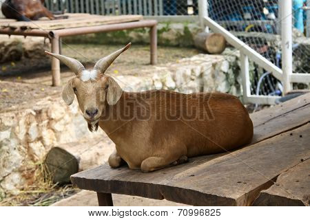Goat in zoo Thailand