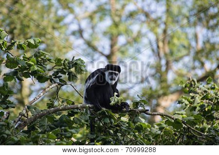 De Brazza Monkey Eating In Treetops Cercopithectus Neglectus
