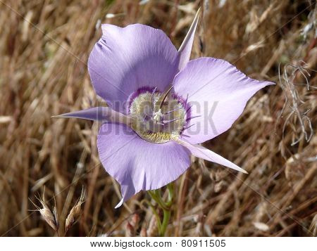 Sagebrush Mariposa Lily