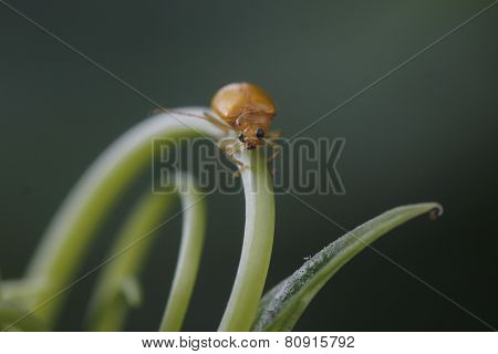 Bug