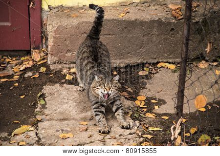 yawning cat