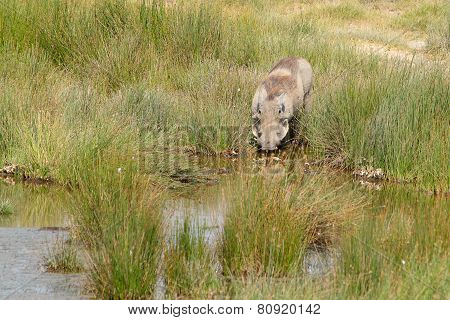 Warthog Drinking From A Pond