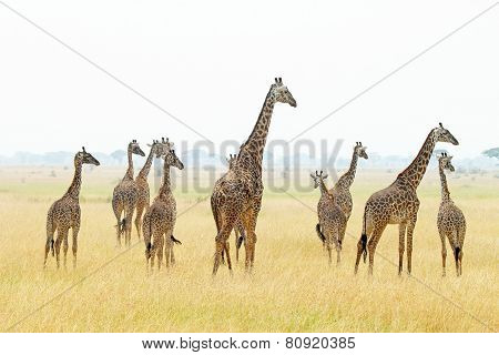 Herd Of Giraffes