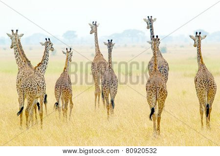 Herd Of Giraffes
