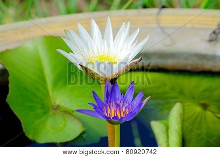 Lotus Flowers