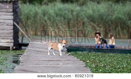 Dog On Wooden Dock