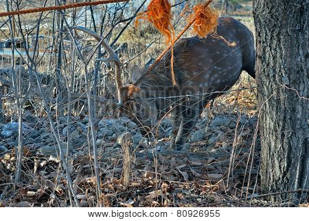 Deer In Net