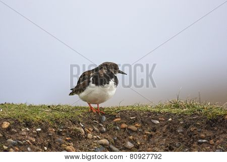 Turnstone