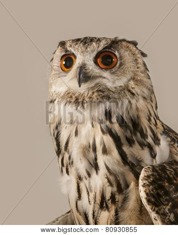EAGLE OWL
