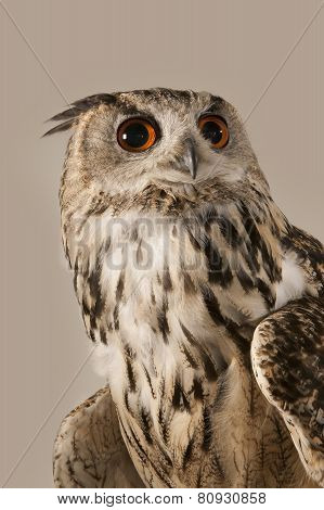 EAGLE OWL