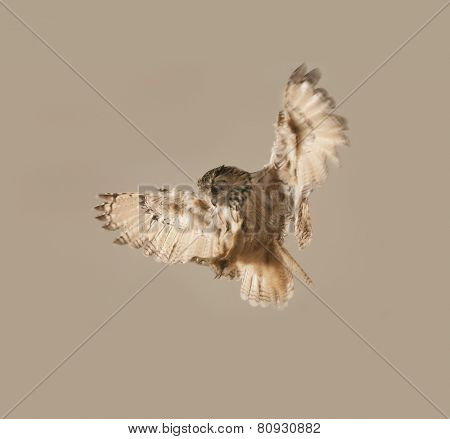 EAGLE OWL