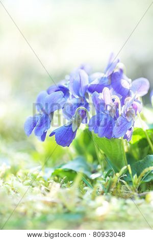 Violet Fragrance