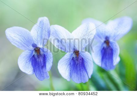 Violet Fragrance