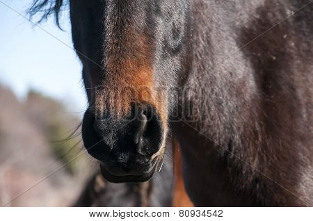 Head of a hinny