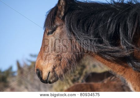 Head of a hinny