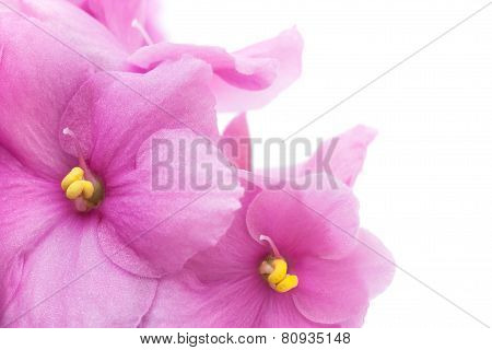 African Violets