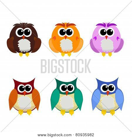 owl