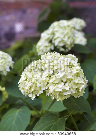 Blooming White Hortensia