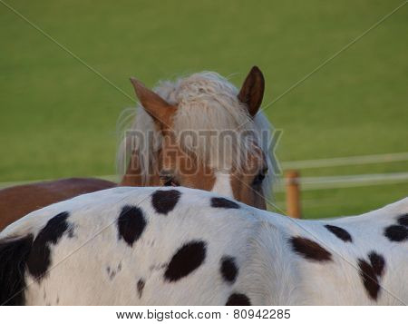 Brown And Piebald Horse