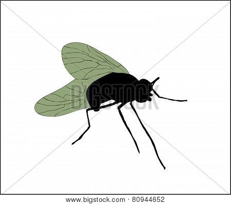 Fly
