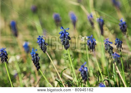Muscari neglectum