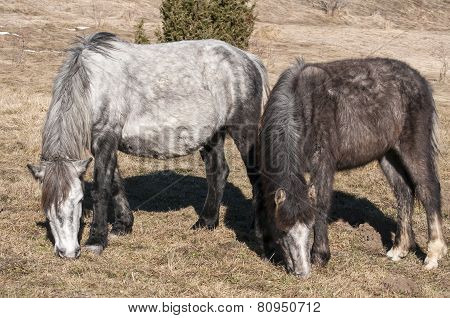 Hinnies on winter meadow