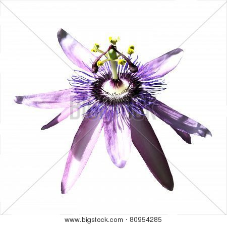 Passionvine flower closeup