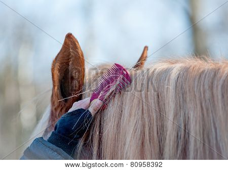 Horse Grooming