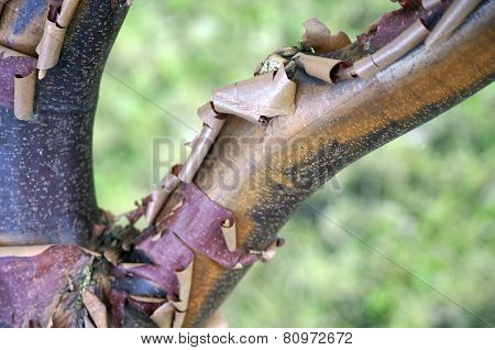 Paperbark maple
