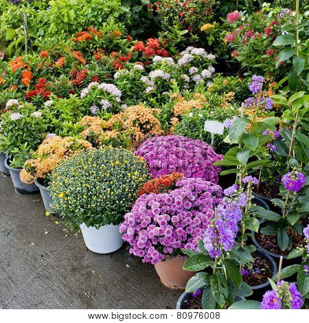 The Shop Of Plant And Trees For Gardening