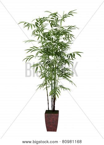 Bamboo Tree