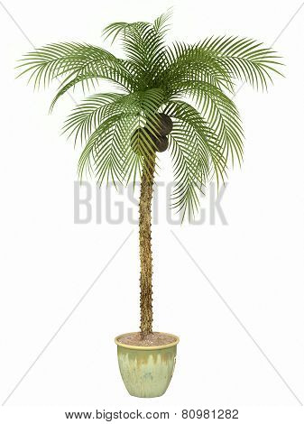 Fernleaf Hedge Bamboo,