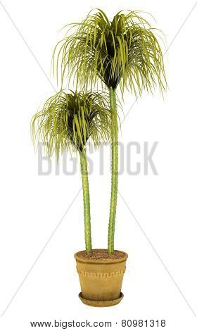 Tropical Plant