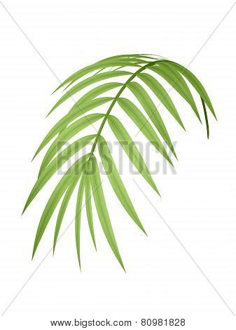 Tropical Plant leaf