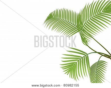 Tropical Plant