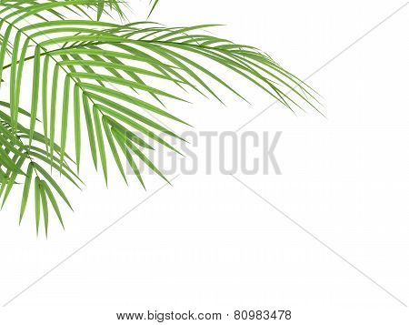 Tropical Plant Branchs